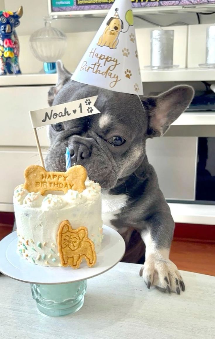 Birthday cream 🐾 Petit Pet Bakery_ Dog cake - Pastel para perritos Lima Perú