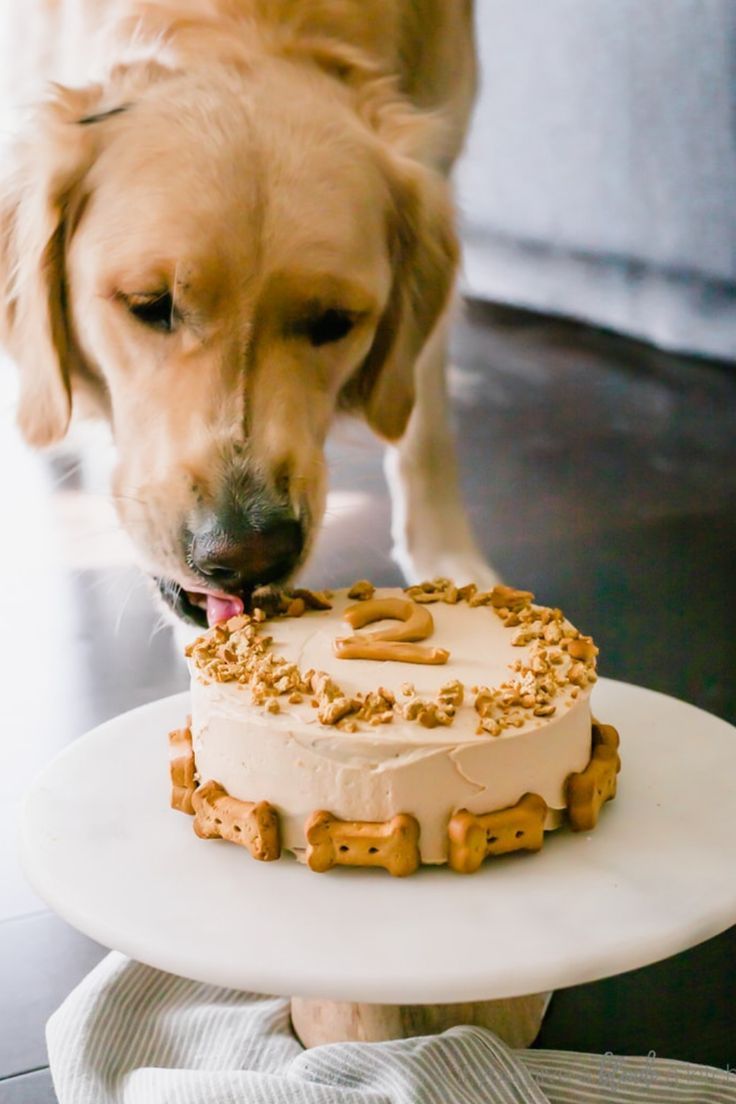 Pastelería Canina y Felina - MASTERCLASS